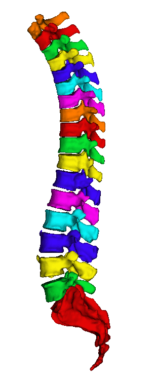 Spine CT scan preview
